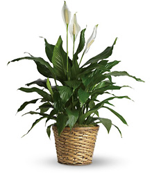 Simply Elegant Spathiphyllum  from Olander Florist, fresh flower delivery in Chicago